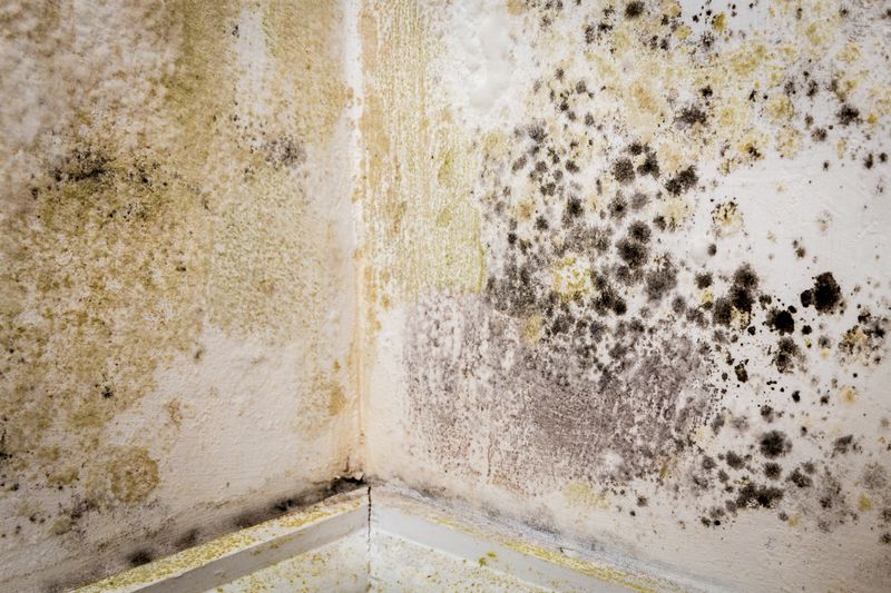 Damp Mould